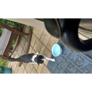 Image of Unknown, Found Cat