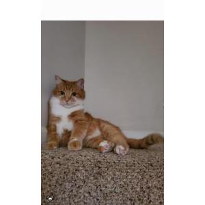 Lost Cat Mishka