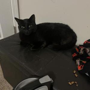 Lost Cat Carolina