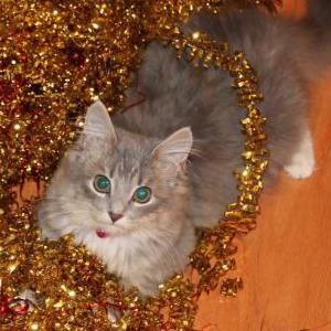 Lost Cat Mia