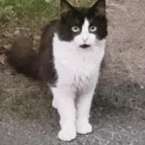 Found Cat unknown