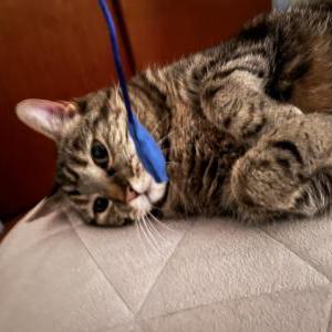 Lost Cat Rosalinda