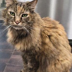 Lost Cat Peppermint