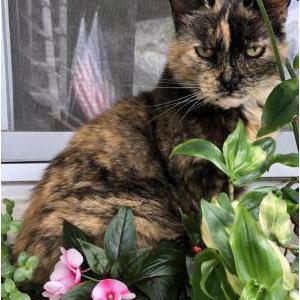 Lost Cat Zoe