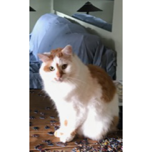 Image of Milo, Lost Cat