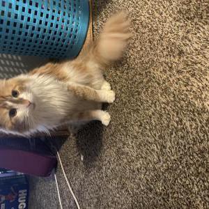 Lost Cat Rosco