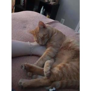 Lost Cat Ollie