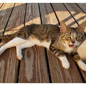 Found Cat Unknown