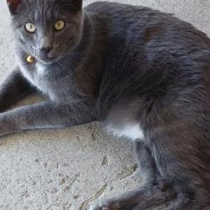Lost Cat Smokey
