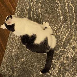 Lost Cat Parsley