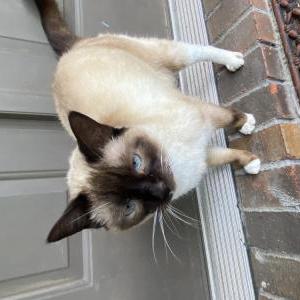 Lost Cat Hambone