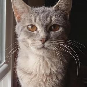 Lost Cat Tiny