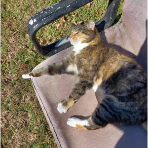 Lost Cat Glenda