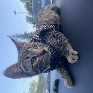 Lost Cat Cleo