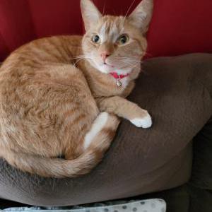 Lost Cat Whinzy