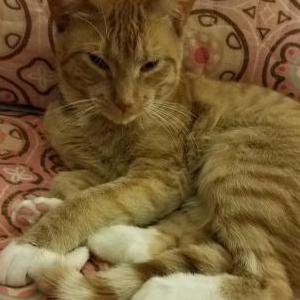 2nd Image of Whinzy, Lost Cat