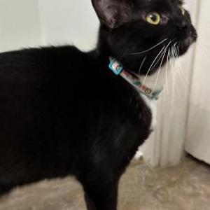 Found Cat Unknown