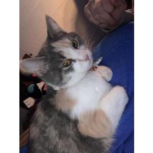 Lost Cat Whisper