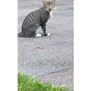 Found Cat Unknown