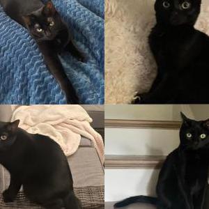 Lost Cat Raven