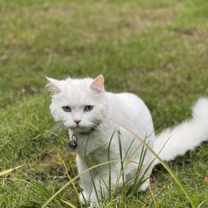 Lost Cat Theo