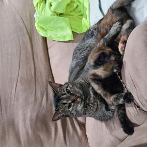 Lost Cat Aspen