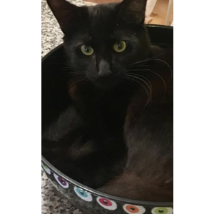 Lost Cat Eko