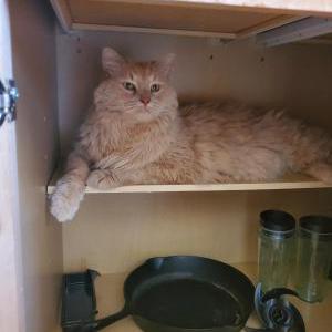 Image of Tinley, Lost Cat