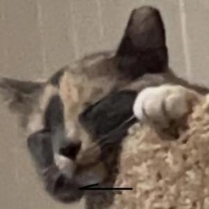 Lost Cat Roo