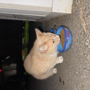 Found Cat Unknown