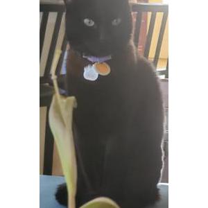 Lost Cat Orion