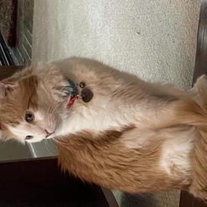 Lost Cat George