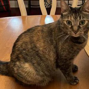 Lost Cat Bibble