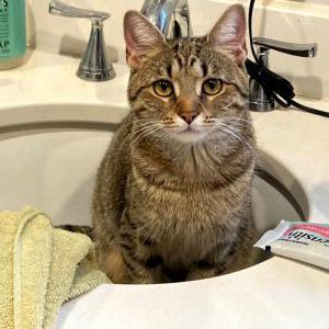 Lost Cat Lizzie