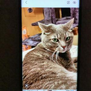 Image of Terrance, Lost Cat