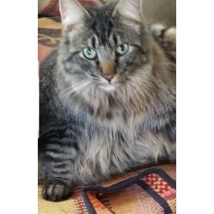 Lost Cat Hamburglar AKA Zeus
