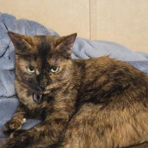 Lost Cat rona lisa