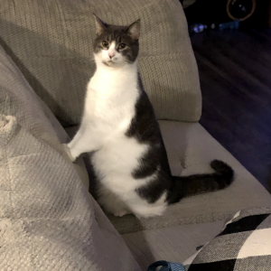 Lost Cat Jasmine