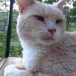 Lost Cat Keith