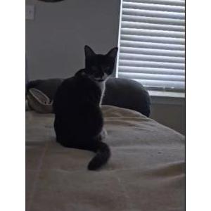 Lost Cat Sylvester
