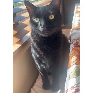 Lost Cat Pomme