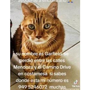 Lost Cat Garfield