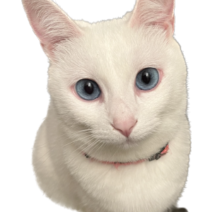 Lost Cat Onion
