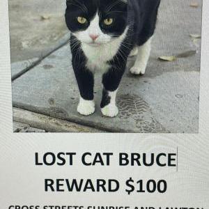 Lost Cat Bruce