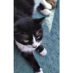 Lost Cat Willow