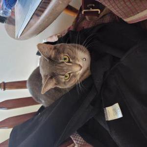 Lost Cat Luna