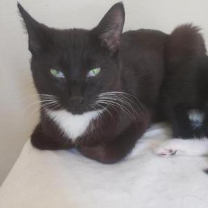 Lost Cat Scarlet