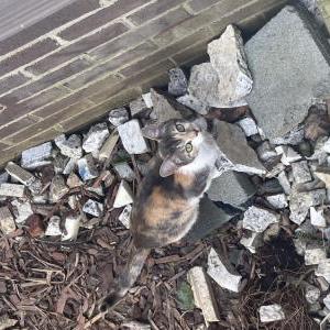 Lost Cat Nova
