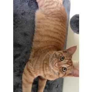 Lost Cat honey