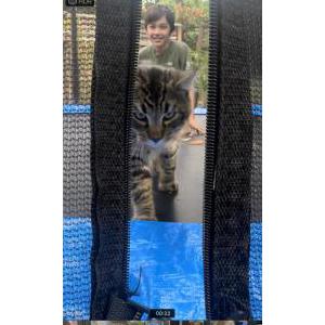 Lost Cat Seven